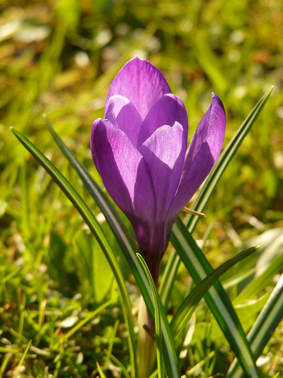 crocus, spring, purple, plant, blossom, bloom, garden, meadow HD wallpaper