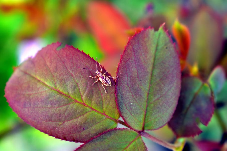 HD wallpaper: bug, leaf eater, rose leaf, camouflage, plant part, close ...