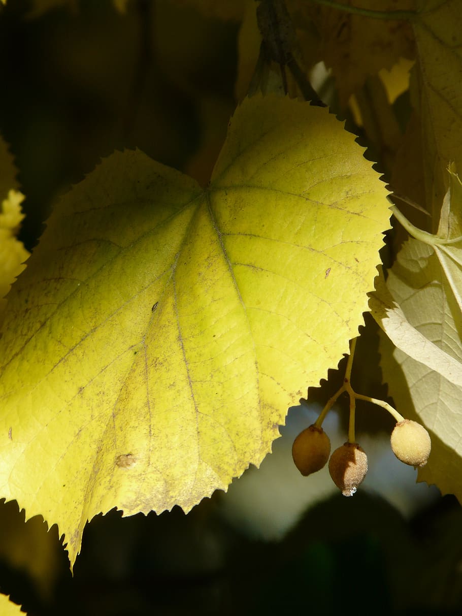 lime leaf, linde, light, shadow, sommerlindenbatt, tilia platyphyllos HD wallpaper
