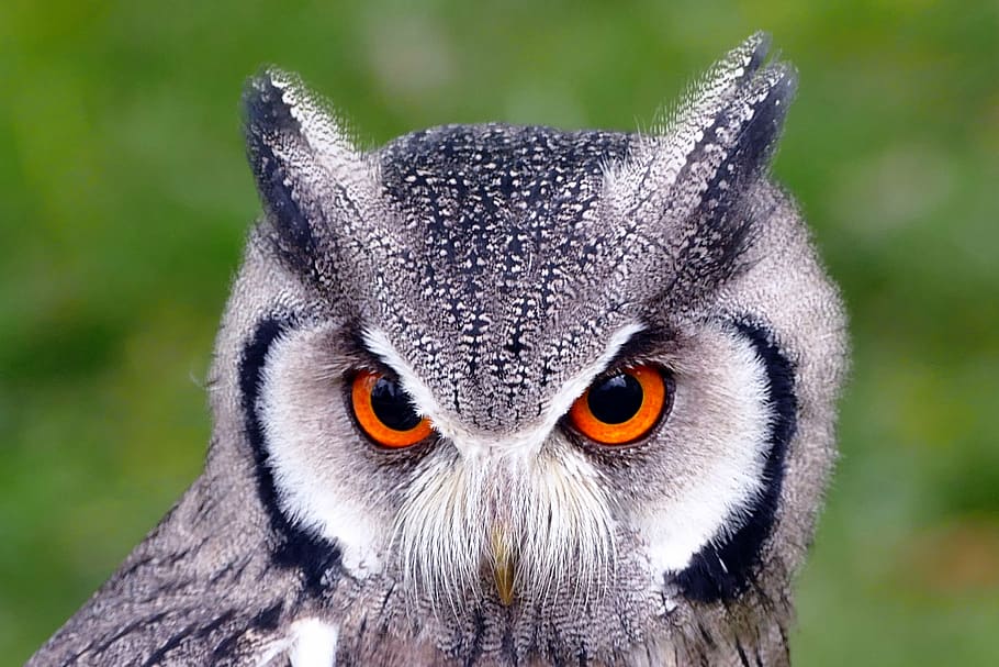 panning photography of gray and white owl, southern white faced owl
