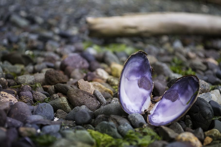 selective focus photography of purple shell beside stones on ground at daytime