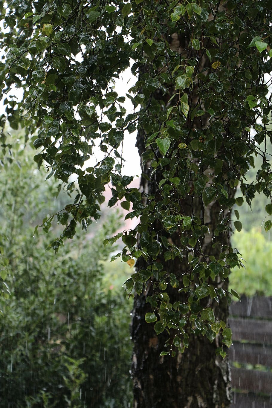 rain, birch, tree, nature, raindrop, drip, wet, tribe, log HD wallpaper