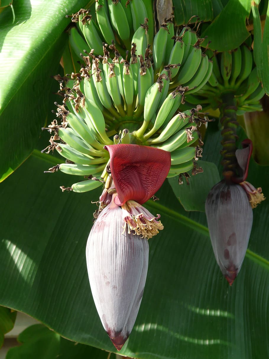 shallow focus photography of bananas, Inflorescences, Trees, banana trees