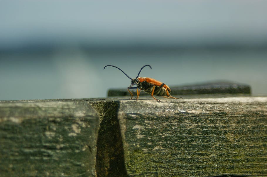 Insect, Nature, Garden, one animal, animals in the wild, animal wildlife HD wallpaper