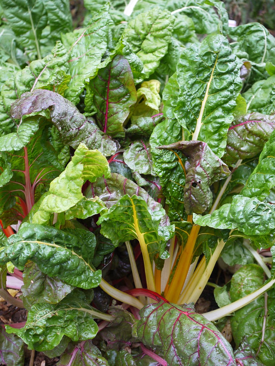 chard, vegetable patch, healthy, frisch, food, vegetables, garden, HD wallpaper