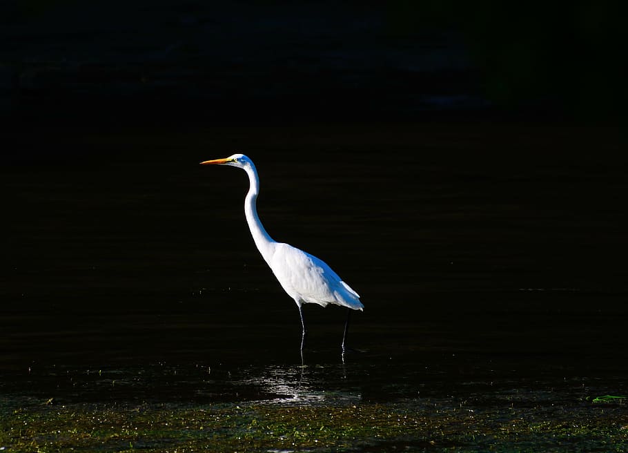 egret, birds, white, herons, wildlife, alone, single, isolated HD wallpaper