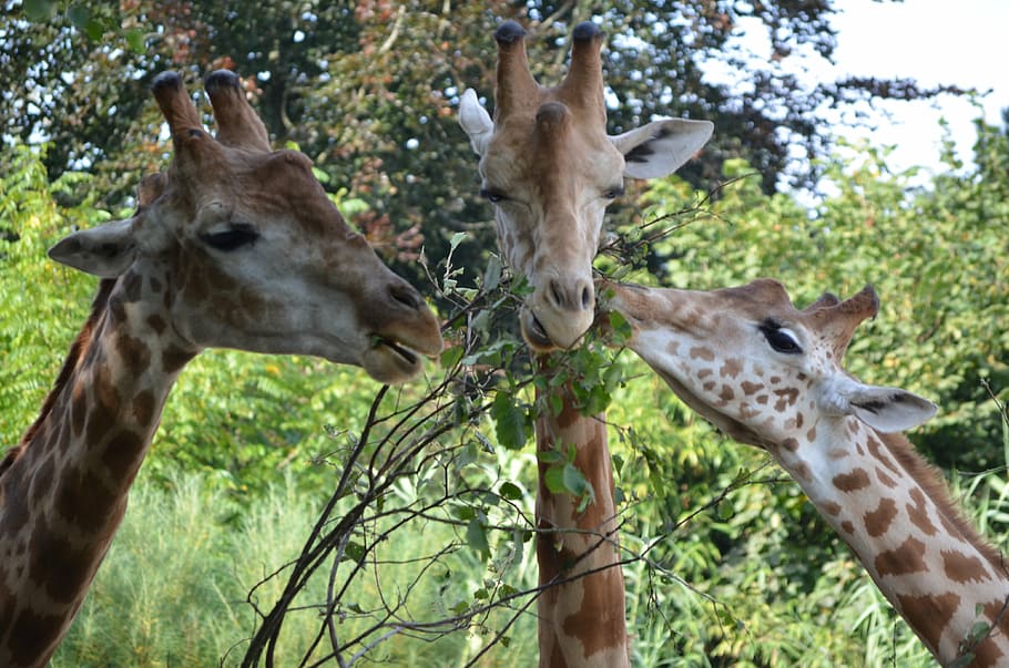 giraffe, hungry, leaf, zoo, animal, head, animal themes, mammal HD wallpaper