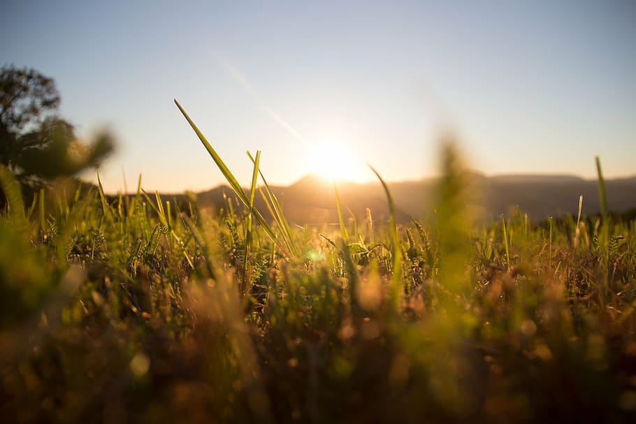 shallow focus photography of green grasses, meadow, sun, summer, HD wallpaper