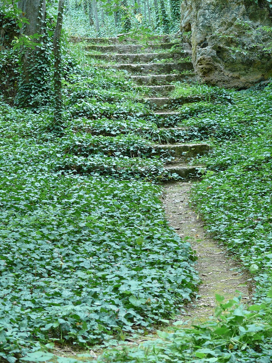 green leaf plant on stairs, path, forest, ladder, nature, ivy HD wallpaper