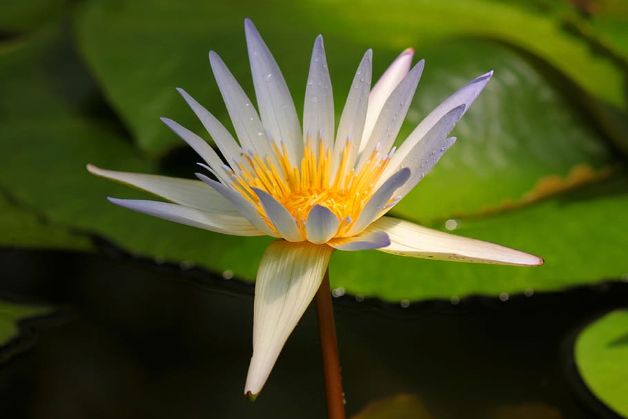 nature, white, flower, flowering plant, vulnerability, fragility HD wallpaper