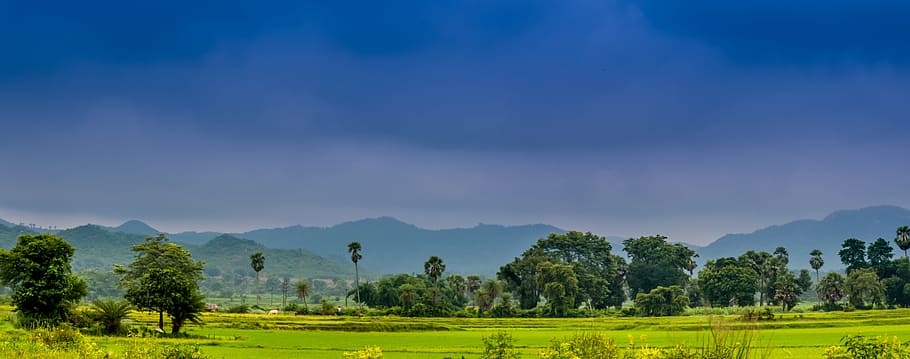 Sky, Blue, Blue, Green, Green, Tree, Blue Sky, Summer, landscape HD wallpaper