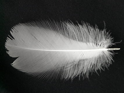 feather, white, filigree, down, plumage, spring dress, bird HD wallpaper