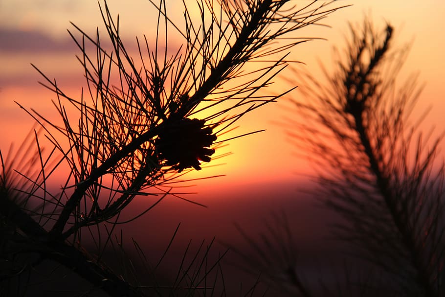 Alxa, Sunset, Echinacea, Inner Mongolia, the scenery, fireball HD wallpaper