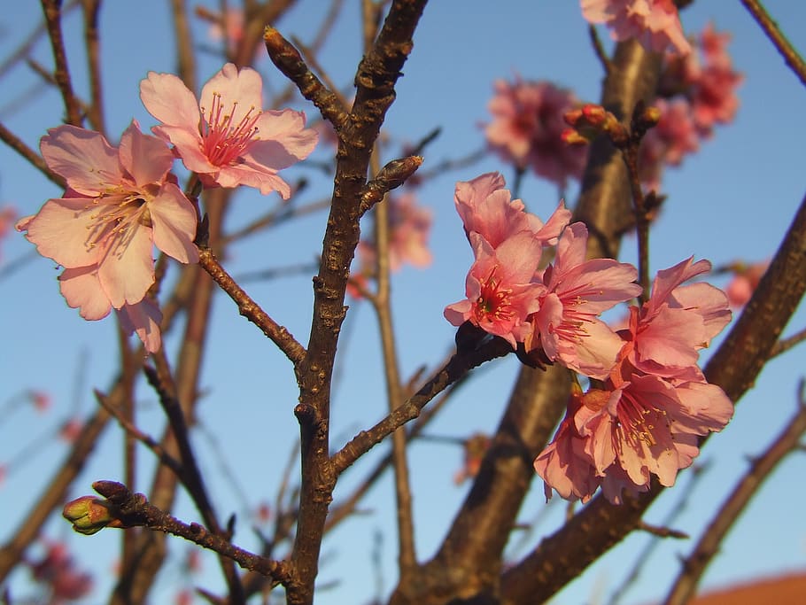 sakura, cherry, tree, flower, flowers, flowering plant, fragility HD wallpaper