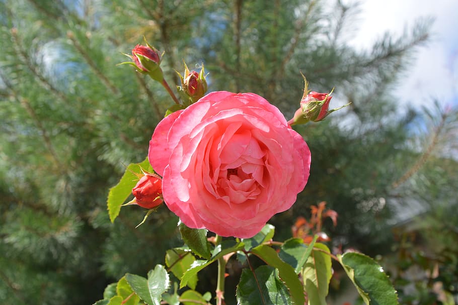 roses, rosebuds, petals, nature, rosebush, garden, flower, button, HD wallpaper