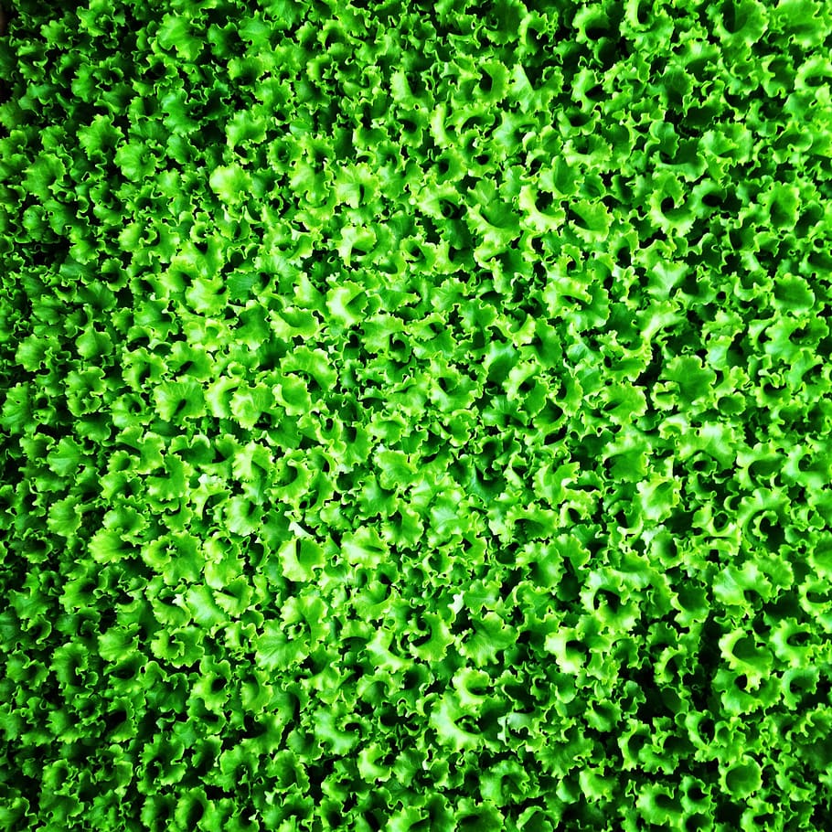 lettuce, sapling, greens, salad, green color, full frame, growth HD wallpaper