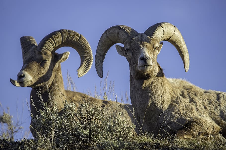big horn rams, wildlife, sheep, heads, nature, looking, portrait, HD wallpaper