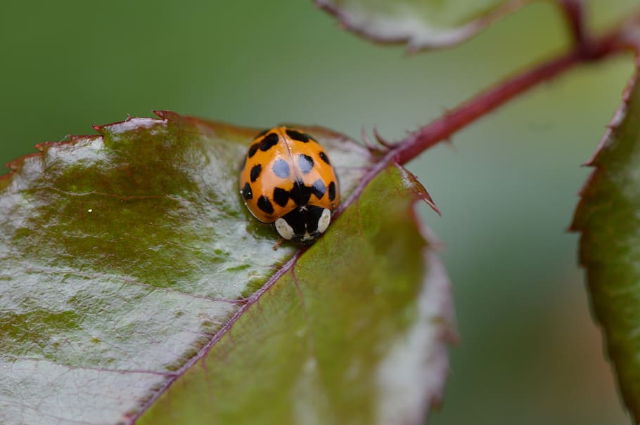 ladybug, close, insect, beetle, nature, macro, lucky charm HD wallpaper