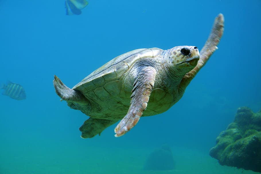 sea turtle under water, underwater photography of turtle, ocean HD wallpaper