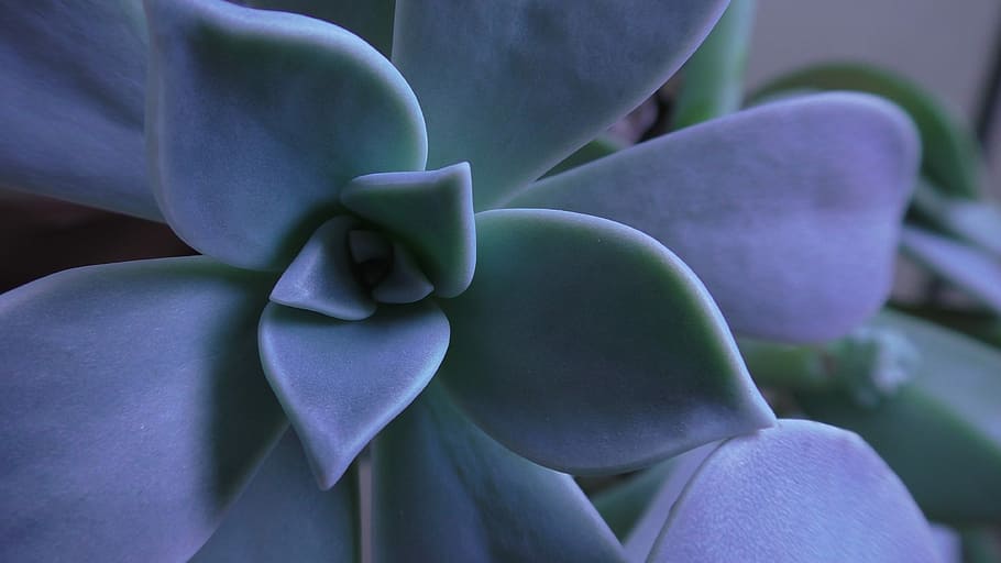 HD wallpaper: shallow focus photography of green and purple succulent