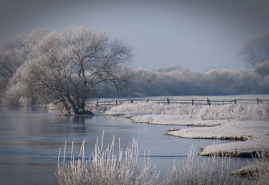 white leaved trees near body of water during daytime, winter HD wallpaper