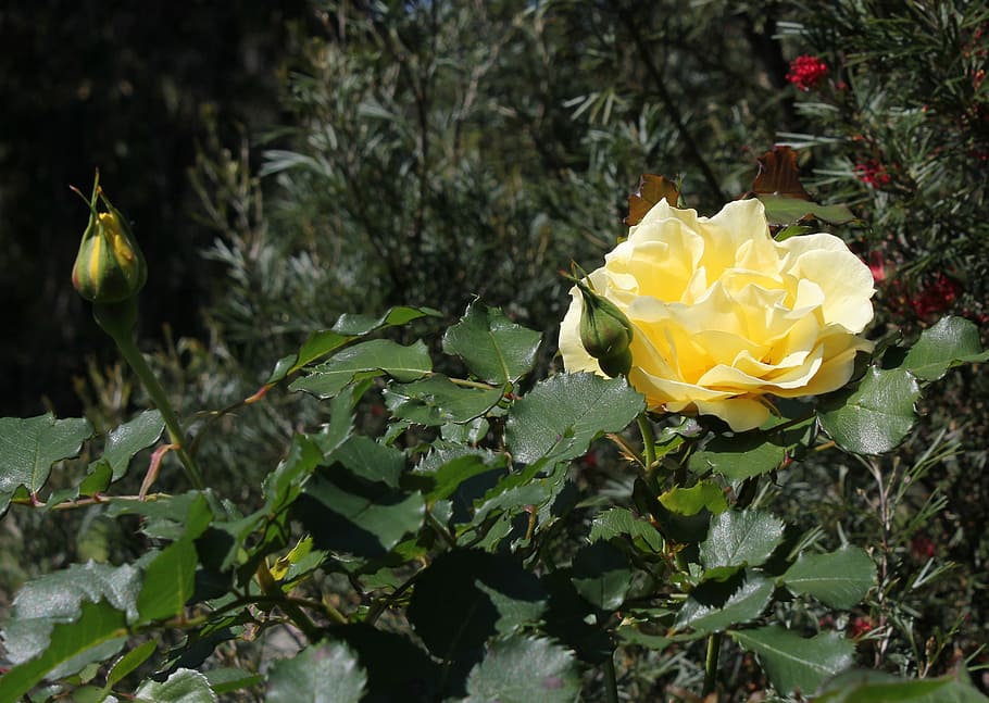Flower, Spring, Floral, Yellow, rose, romantic, blossom, garden HD wallpaper