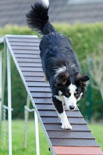 adult tricolor border collie walking down on ramp, agility HD wallpaper