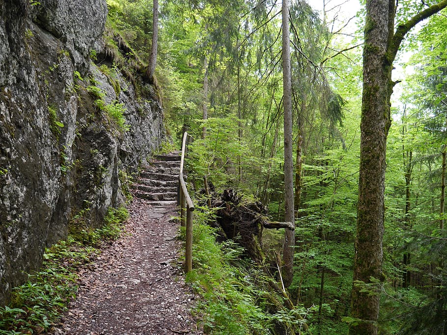 green, path, hike, hiking, bavaria, ludwig trail, grass, park HD wallpaper