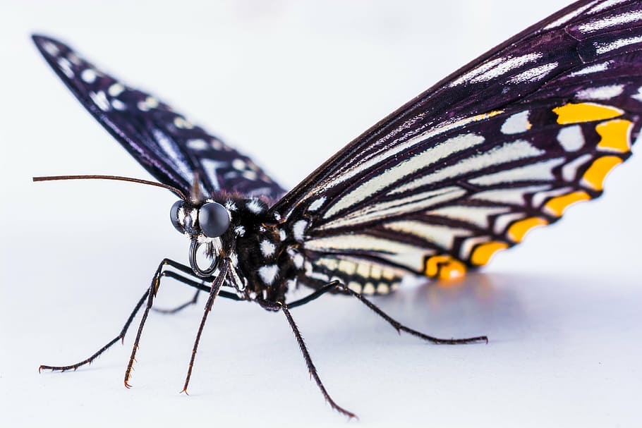 closeup photography of white and yellow butterfly, insect, animal HD wallpaper