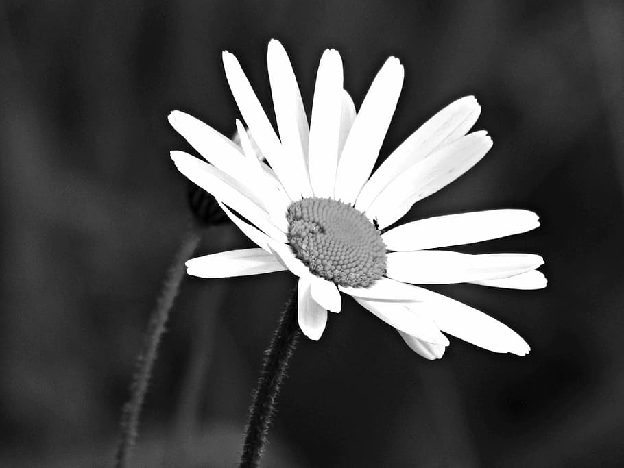 Flower, Meadow, Spring, Daisies, Nature, flower head, petal HD wallpaper
