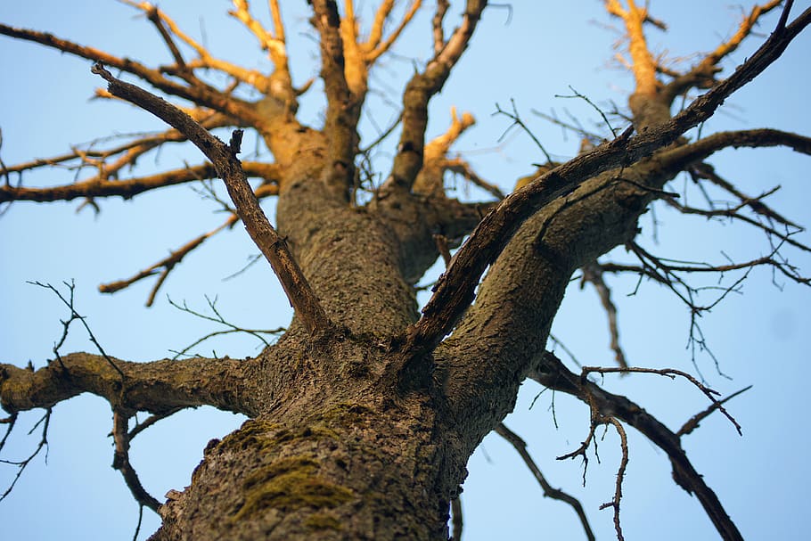 tree, nature, trees, sky, clouds, bark, evening, low angle view HD wallpaper
