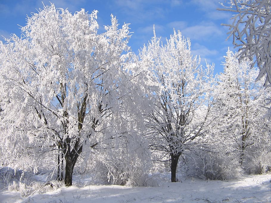trees covered with snow, winter, nature, cold - Temperature HD wallpaper