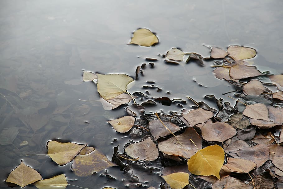 leaf floating, nature, autumn, outdoors, plant part, leaves HD wallpaper