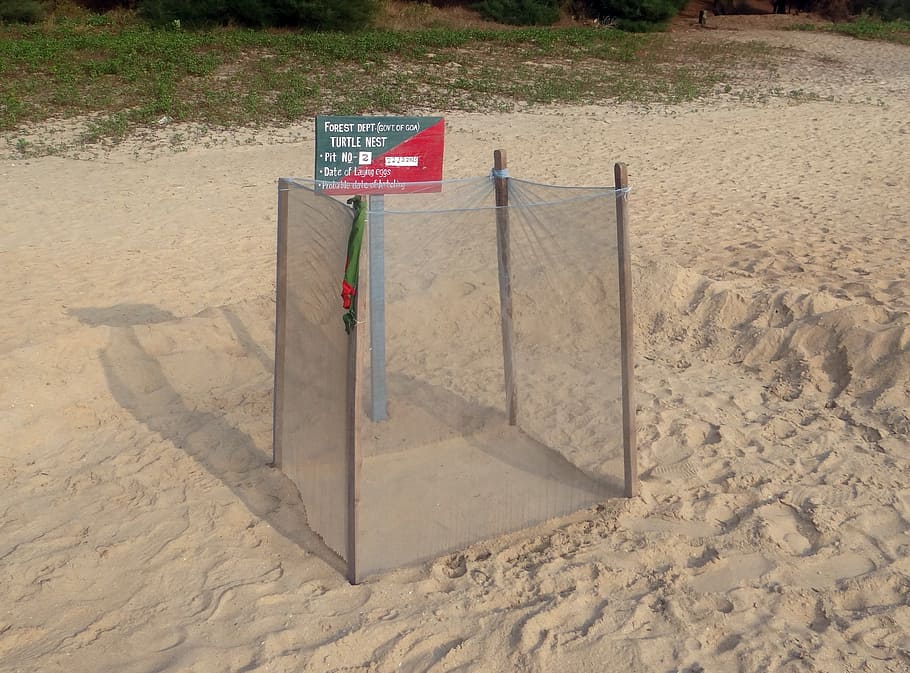 turtle nest, marking, guarded, sea beach, arabian, india, sand