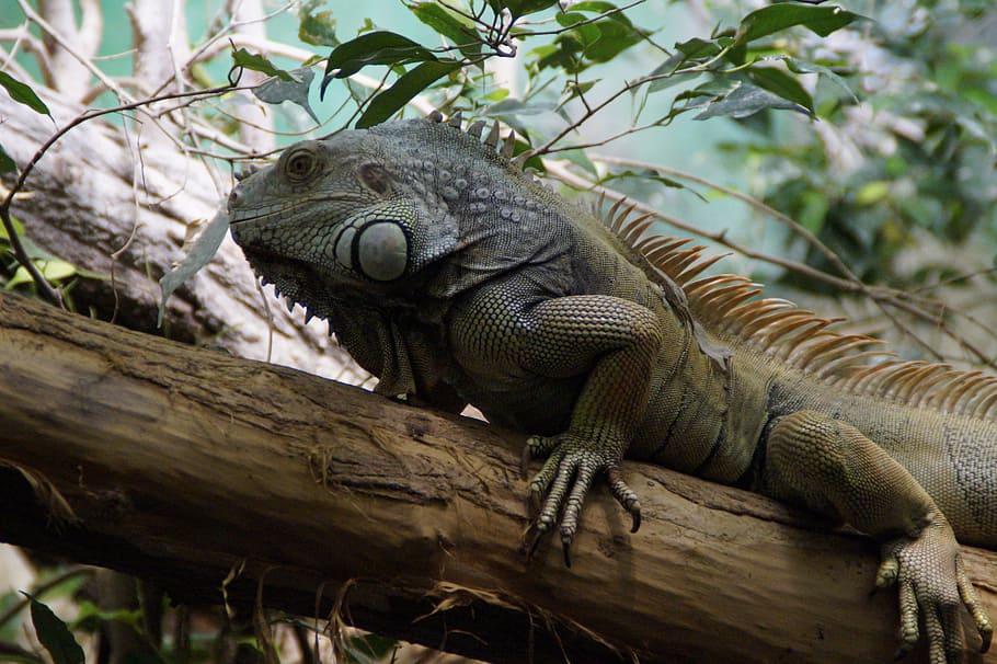 Iguana, Reptile, Lizard, Scale, Scaly, zoo, animal wildlife HD wallpaper