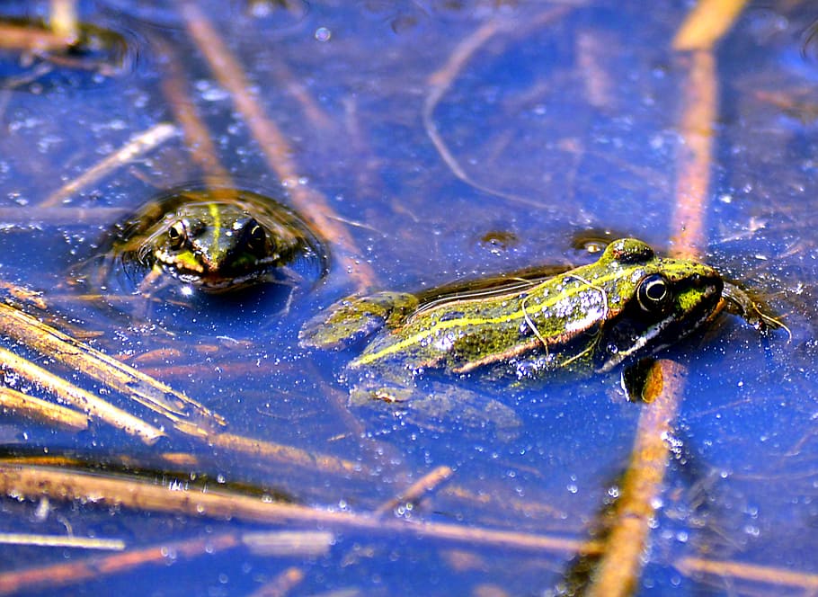 frogs, water, water creature, green, pond, high, animal, green frog, HD wallpaper