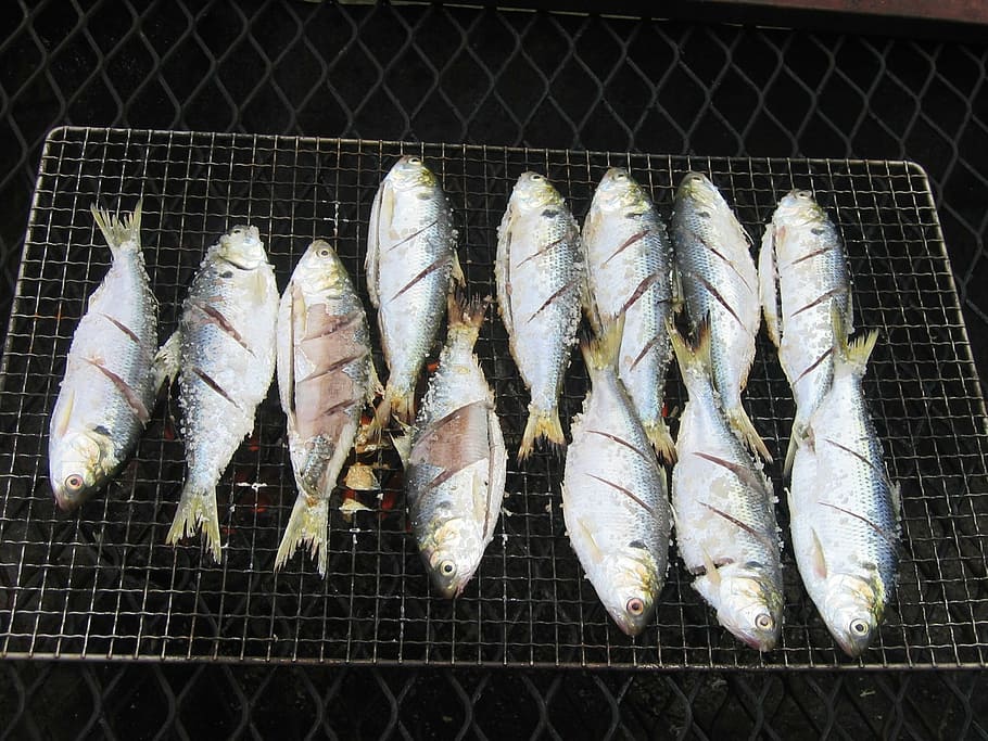 fish, parrot fish, food, seafood, freshness, food and drink HD wallpaper