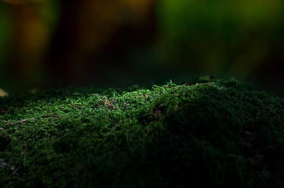 close-up photography of green lawn, moss, forest, forest floor, HD wallpaper