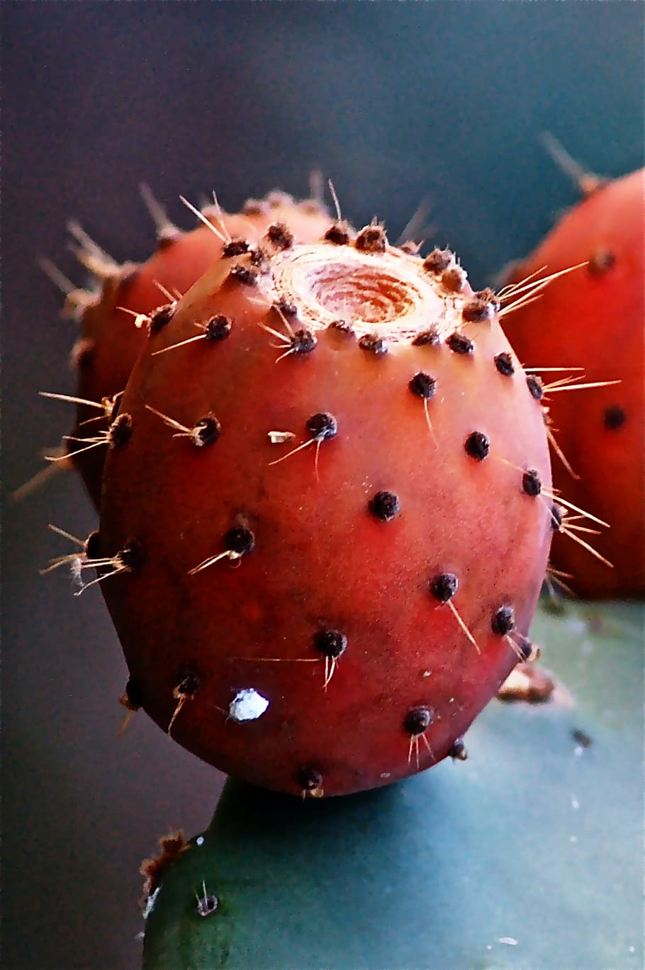 closeup photo of prickly pear fruit, cactus, prickly pear cactus HD wallpaper