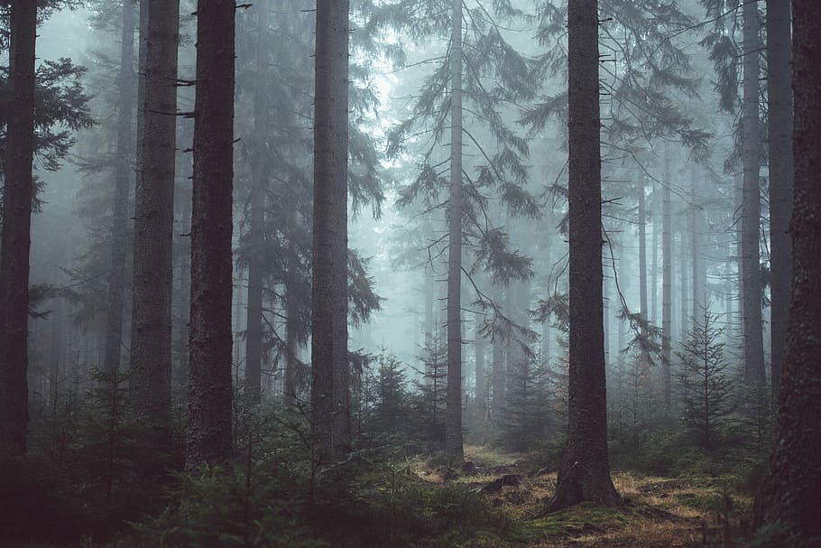 forest surrounded by fog during daytime, green leafed trees on foggy forest during daytime HD wallpaper