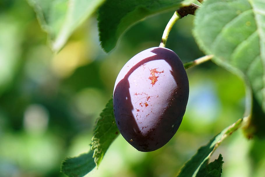 plum, summer, fruit, green, shadow on the plum, close-up, focus on foreground HD wallpaper