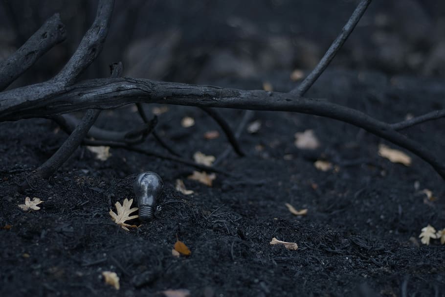 withered leaves, selective photography of dried leaves, dark HD wallpaper