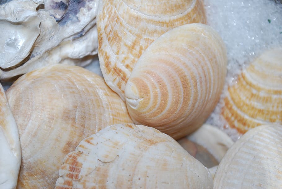 seashell, shellfish, memory, scallop, nature, mussel shells HD wallpaper
