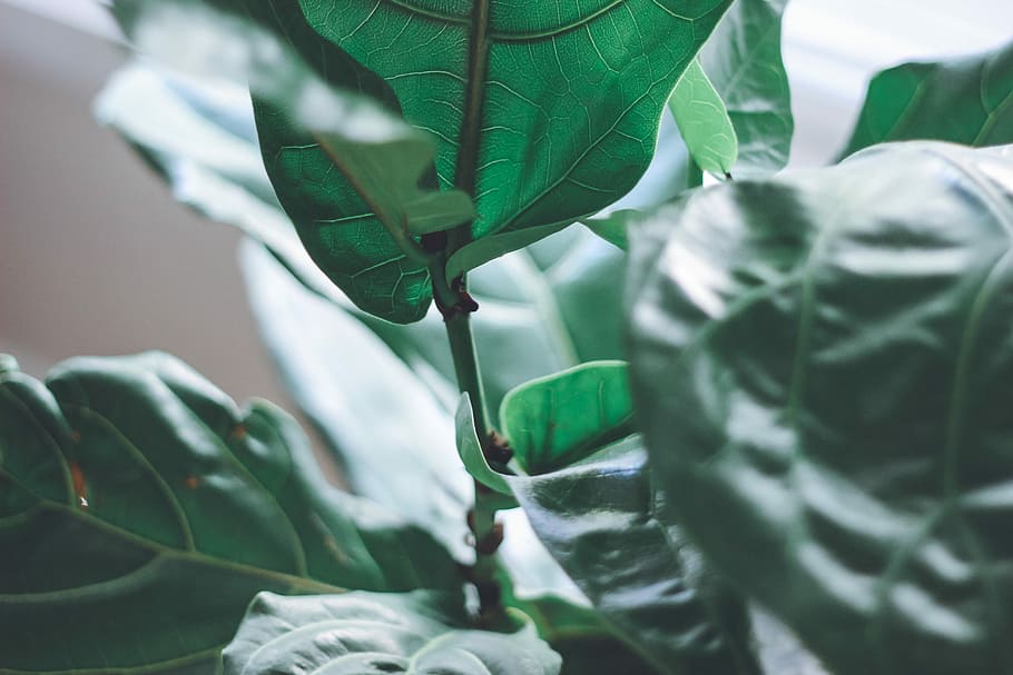 selective focus photography of green leafed plant, closeup photo of green leafed plant HD wallpaper