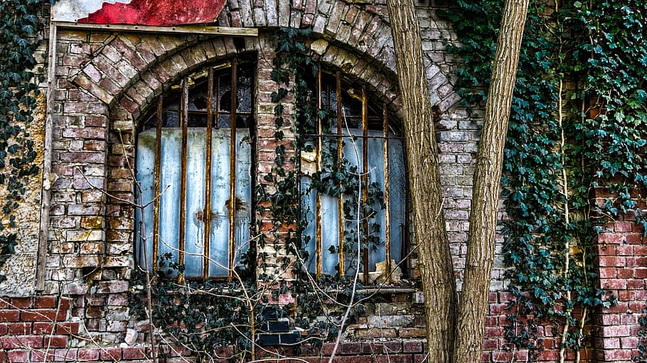 old, window, grid, old window, wall, hauswand, overgrown, outdoor HD wallpaper