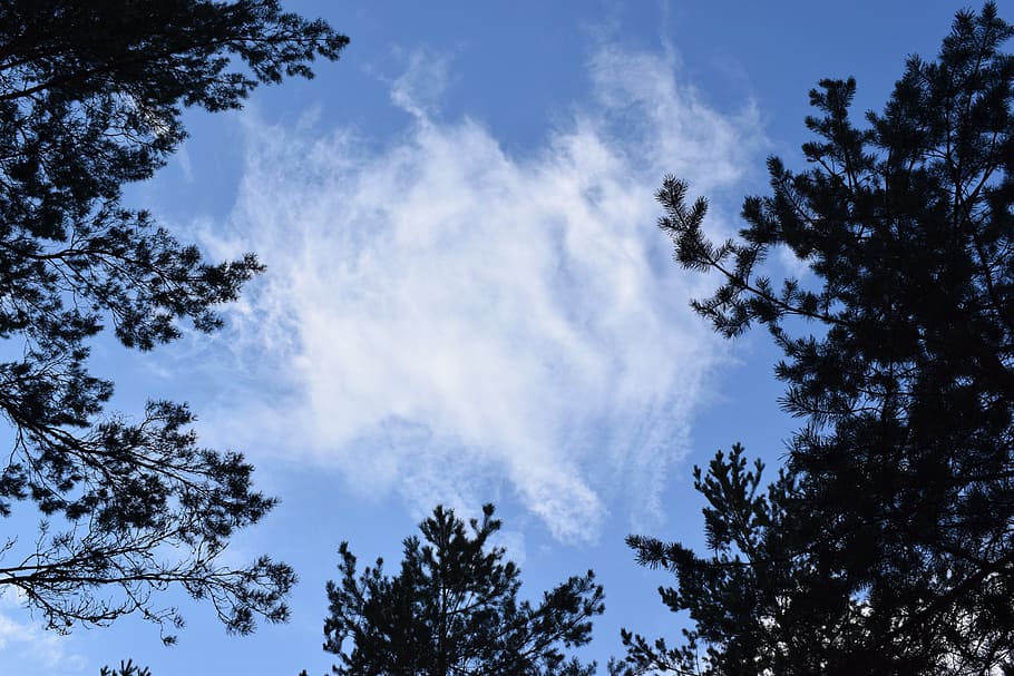 cloud, forest, nature, outdoor, summer, sky, pine, tree, plant HD wallpaper