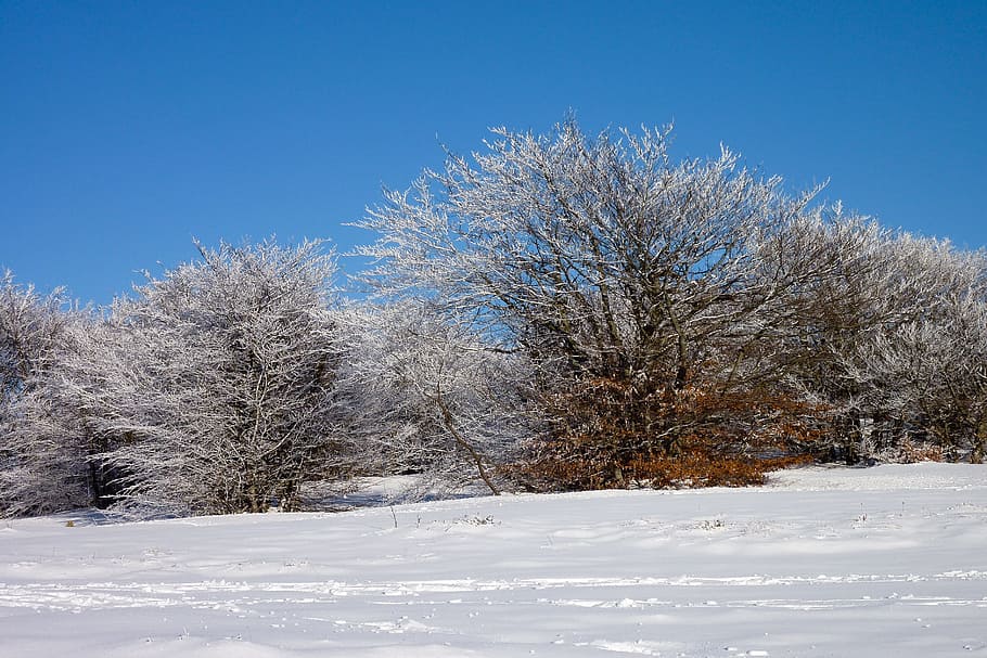 snow, snowfall, trees, white, sky, forest, trail, mountain HD wallpaper