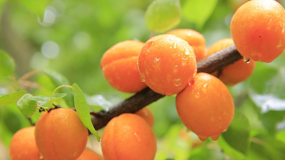 close-up of kumquat fruits, Peaches, Rain, Water, Drops, water drops HD wallpaper