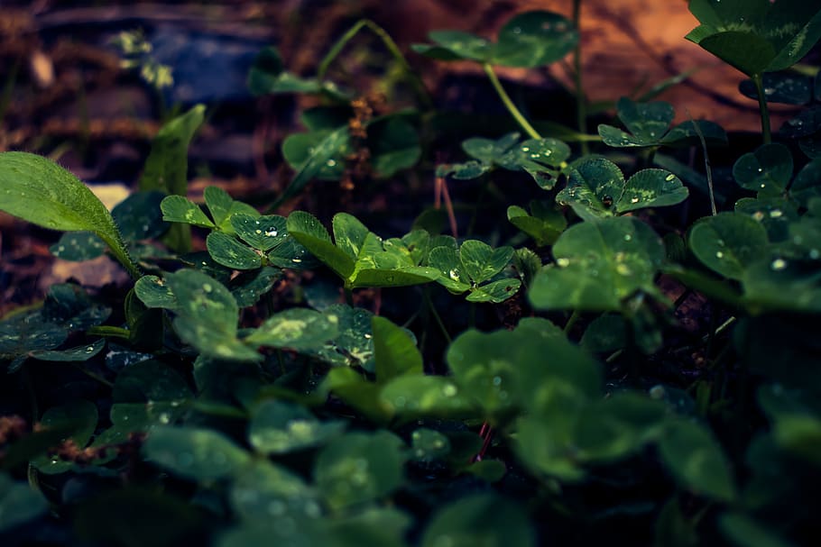 HD wallpaper: leaf, dew, glow, morning, trickle, animation, clover, non ...