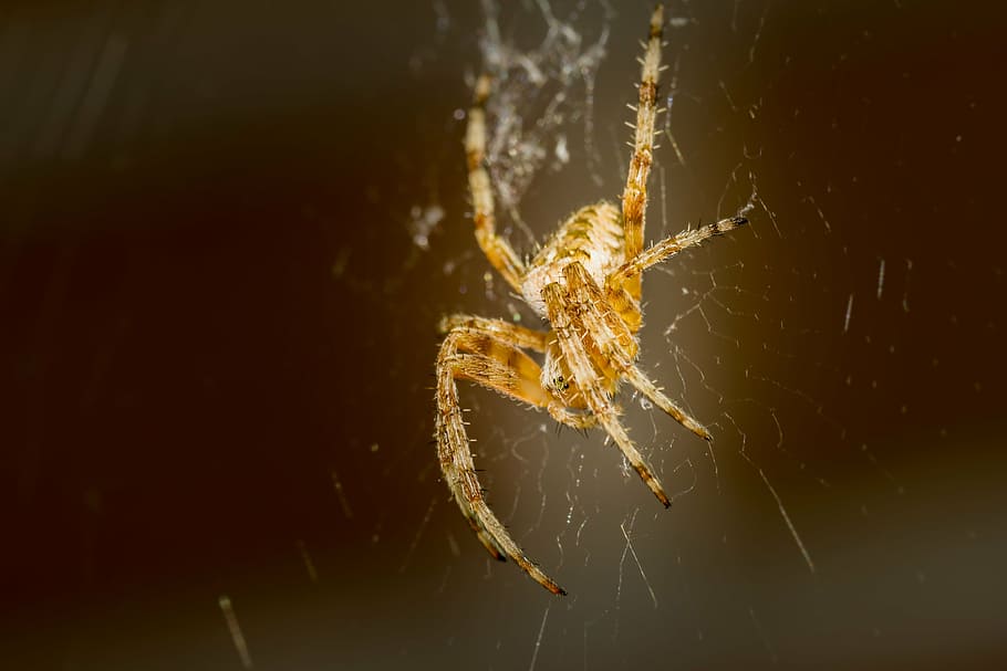 spider, krabbeltier, insect, useful, macro, close, nature, legs HD wallpaper